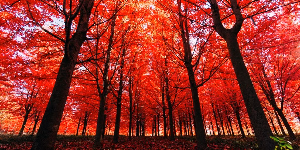 Rừng phong chuyển màu đỏ rực mỗi độ thu sang.