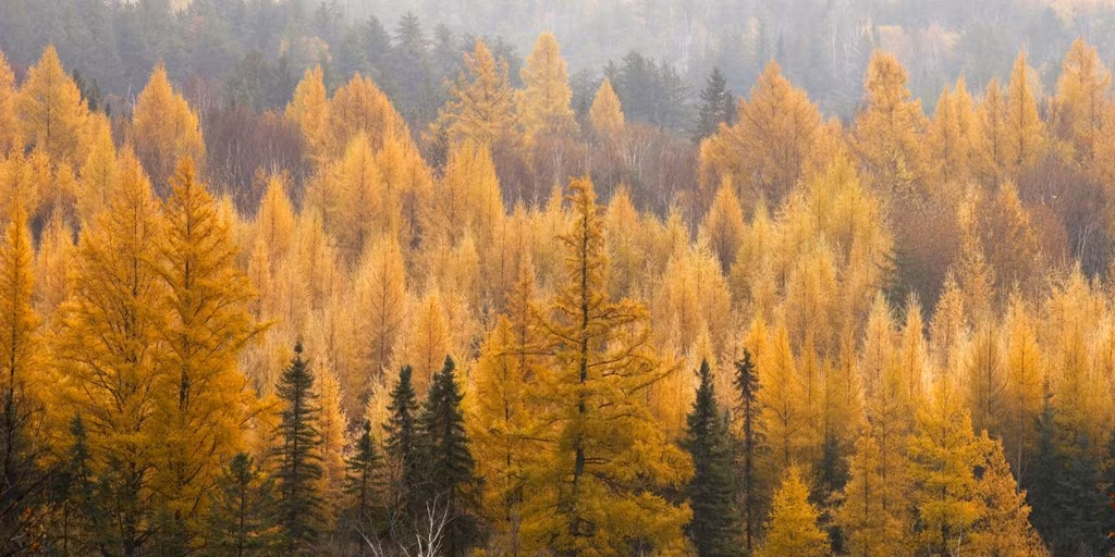 Rừng thông vàng rực ở Ontario, Canada.