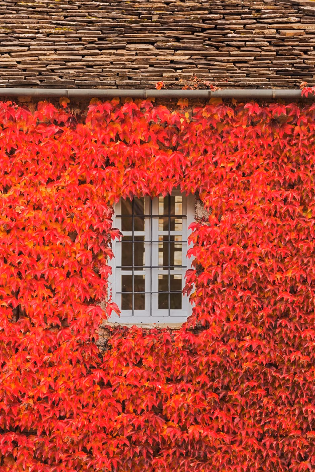 Ngôi làng vùng sơn cước ở Papingo, miền bắc Hy Lạp trở nên lãng mạn mỗi độ thu sang.