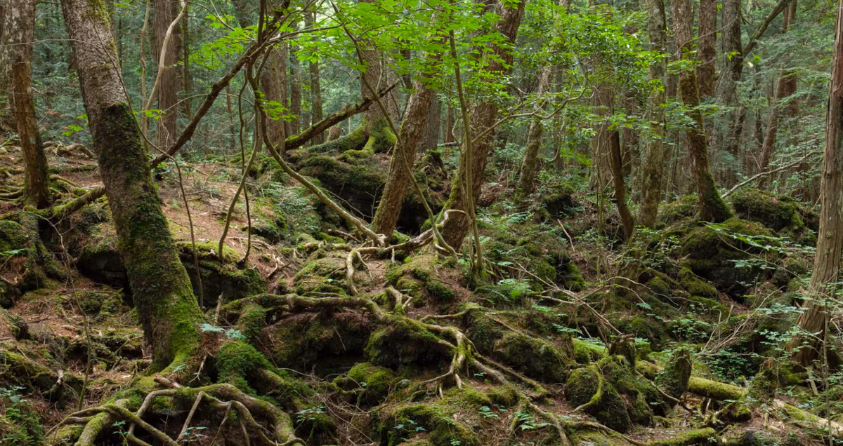 Aokigahara, hay còn gọi là Rừng tự sát, nằm ở chân núi Fuji của Nhật Bản, nơi hơn 500 người đã đến đây tự tử kể từ năm 1950. Ảnh: Daily Mail.