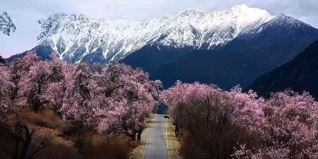 Ở Nyingchi vào tháng 3, bạn sẽ được đắm mình trong một rừng hoa giữa biển trời trắng xoá bởi băng tuyết. Những cánh hoa đào đu đưa theo làn gió khô lạnh sẽ là một trải nghiệm vô cùng thú vị. 