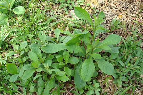 Ngoài là một nguyên liệu để chế biến món ăn, không phải ai cũng biết đến tác dụng chữa bệnh của cải trời.