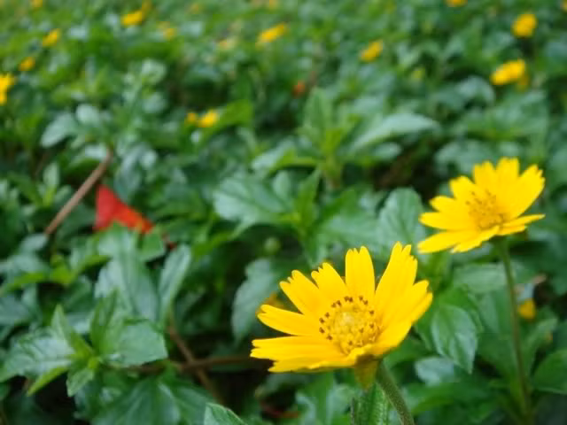 Cây cúc dại được sử dụng điều trị các bệnh nhiễm khuẩn đường hô hấp trên do vi khuẩn, siêu vi khuẩn gây ra, chống viêm, cảm lạnh, cúm, viêm họng, viêm phế quản, ho kéo dài. Nó còn có tác dụng chống kháng nấm candida ở âm đạo phụ nữ, giảm độc, sát trùng đường niệu đạo, giảm đau rất tốt.