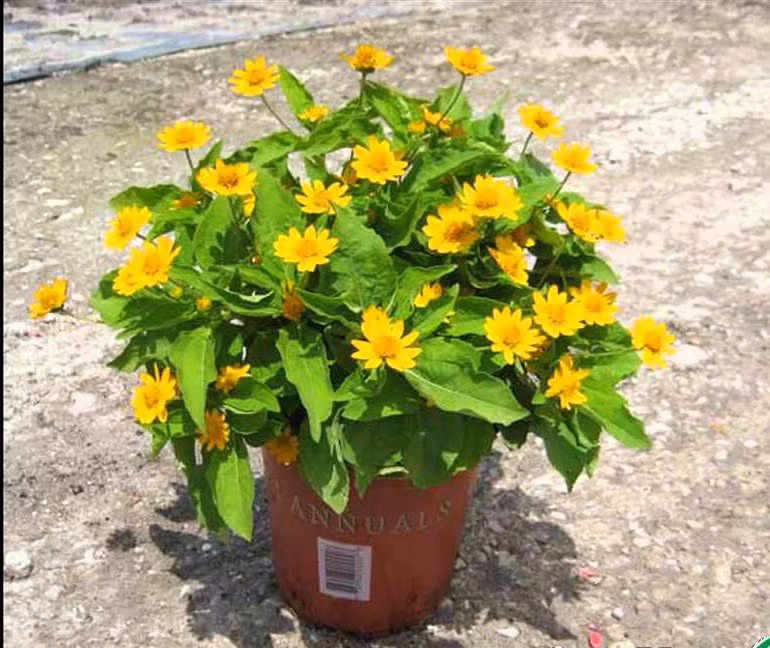 Dược điển Mỹ 2008 ghi nhận, rễ cây cúc dại có hoạt tính kháng sinh mạnh nhất so với các loại thảo dược khác. 