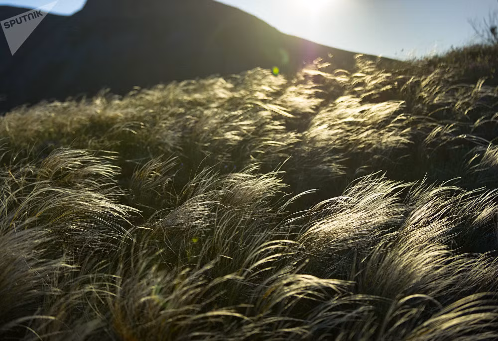 Cánh đồng cỏ vào lúc bình minh ở khu bảo tồn Karadag.