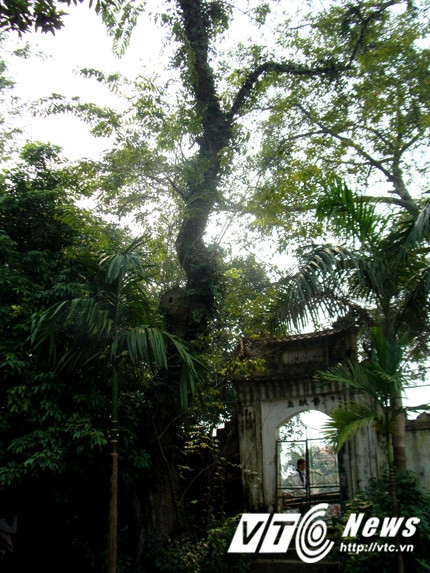 Cây sưa lúc chưa bị trộm cưa cụt đầu.