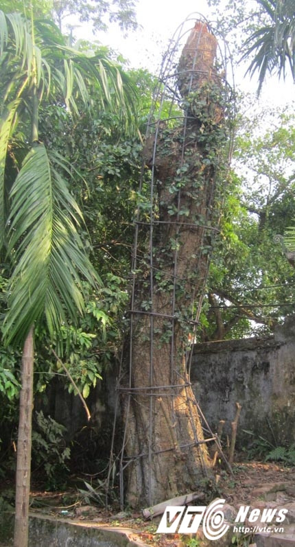 Bọn trộm đã cưa cụt đầu 'cụ' sưa.