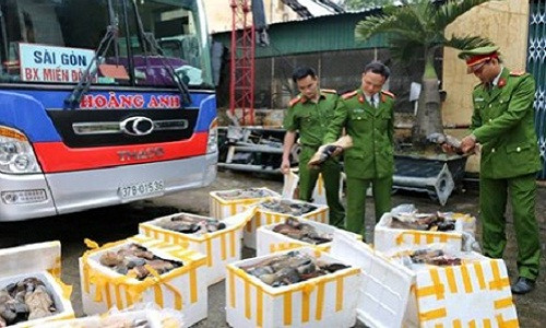 Bat giu xe khach cho hon 1 tan chan duoi trau bo hoi thoi