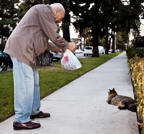 Không thể bỏ lỡ bức ảnh về chú mèo đáng yêu này. Ảnh: Leospetcare.