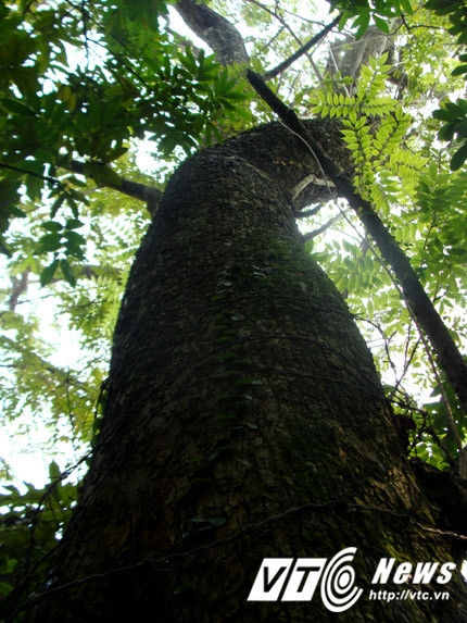 Cây sưa bên cạnh nhỏ hơn được định giá 50 tỷ đồng.