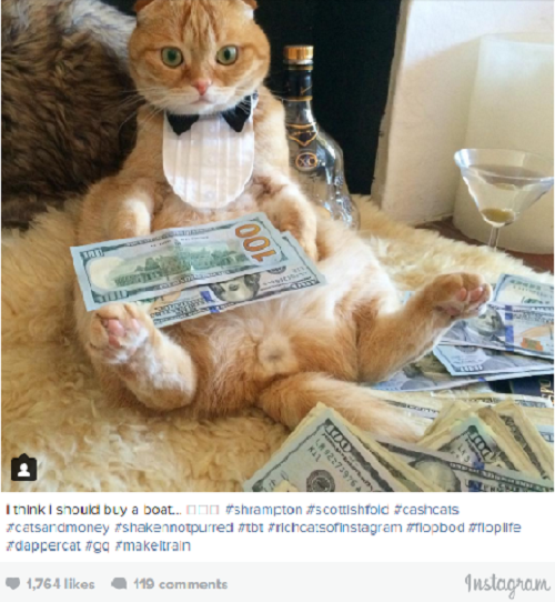 Con mèo tròn mắt ngạc nhiên khi nhìn thấy tiền rải xung quanh phòng. Ảnh: Usatoday.