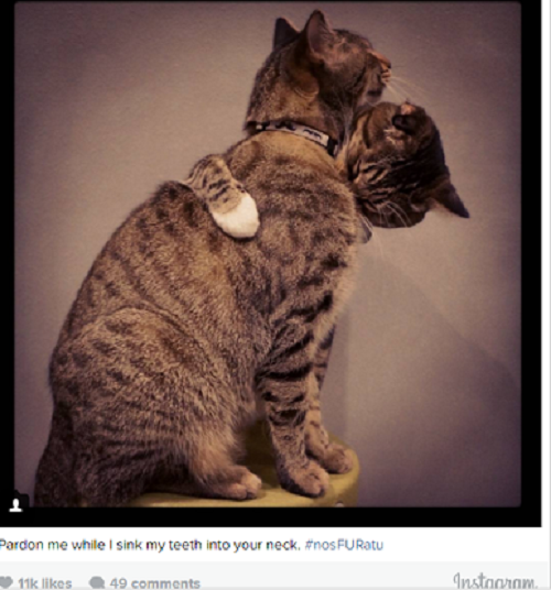 Mèo cũng tình cảm như ai. Ảnh: Usatoday.