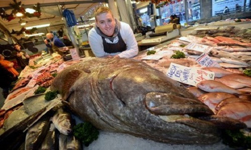 Con cá dài hơn so với chiều cao của đàn ông trưởng thành.