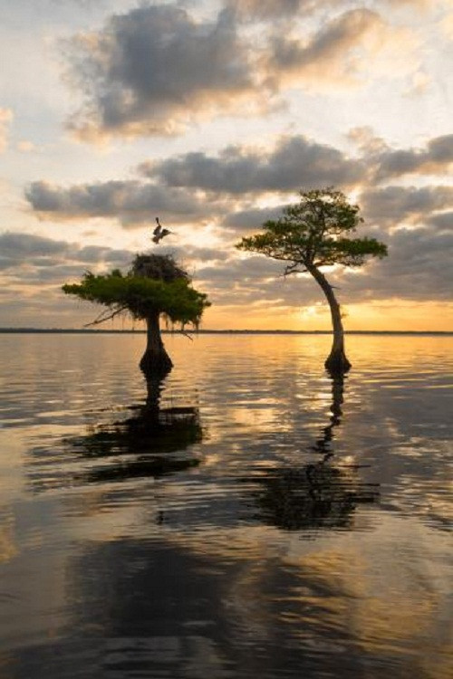 Một chú chim ưng trở vể tổ trong buổi sớm bình minh.