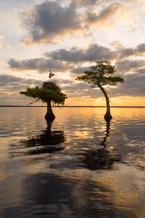 Một chú chim ưng trở vể tổ trong buổi sớm bình minh.