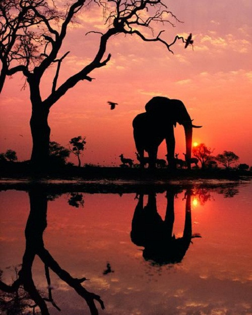 Ảnh đàn voi trong ánh hoàng hôn ở Botswana không qua bất kỳ khâu xử lý kỹ thuật nào nhưng vẫn giữ được vẻ đẹp kỳ ảo.