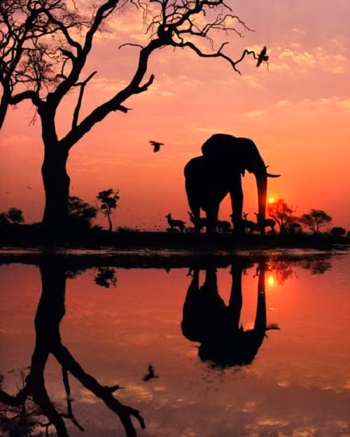 Ảnh đàn voi trong ánh hoàng hôn ở Botswana không qua bất kỳ khâu xử lý kỹ thuật nào nhưng vẫn giữ được vẻ đẹp kỳ ảo.