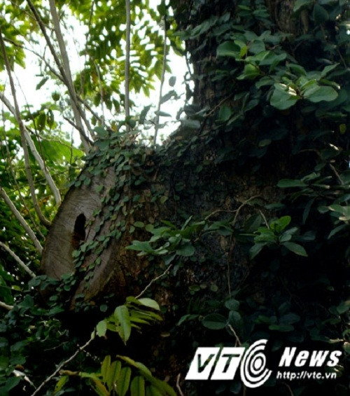 Chỉ cắt hai cành cây mà bán được hơn 20 tỷ đồng.