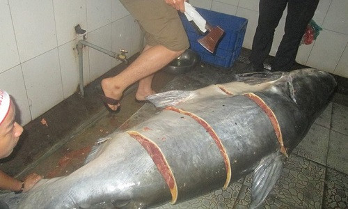 Cá tra dầu 230 kg được nhà hàng ở An Giang xẻ thịt bán với giá 1,2 triệu đồng.kg. Ảnh: CTV.