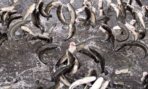 Cá lóc bay khỏi mặt nước “như khiêu vũ, như múa” do anh Tín huấn luyện.