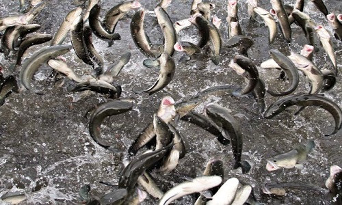 Cá lóc bay khỏi mặt nước “như khiêu vũ, như múa” do anh Tín huấn luyện.