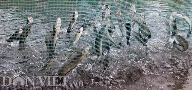 Đàn cá của anh Tín có thể bay lên khỏi mặt nước bất cứ thời gian nào, nhưng thời điểm bay cao nhất là buổi chiều mát.