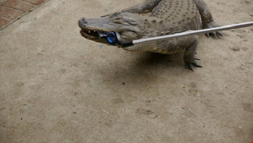 Theo đó, họ dùng chiếc gậy kim loại kẹp chặt điện thoại chọc ghẹo cá sấu cho đến khi nó há miệng to rồi đẩy điện thoại vào miệng cho nó cắn mạnh. Ảnh: Dailymail.