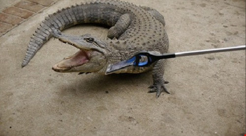 Một trong những cách chơi ngông bằng điện thoại khiến cộng đồng mạng dậy sóng là hành động thử độ bền chiếc iPhone 7 của một nhóm công nghệ tại Californi. Ảnh: Dailymail.