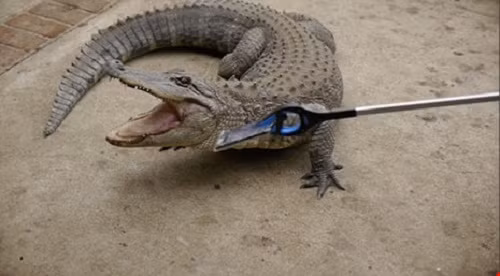 Một trong những cách chơi ngông bằng điện thoại khiến cộng đồng mạng dậy sóng là hành động thử độ bền chiếc iPhone 7 của một nhóm công nghệ tại Californi. Ảnh: Dailymail.