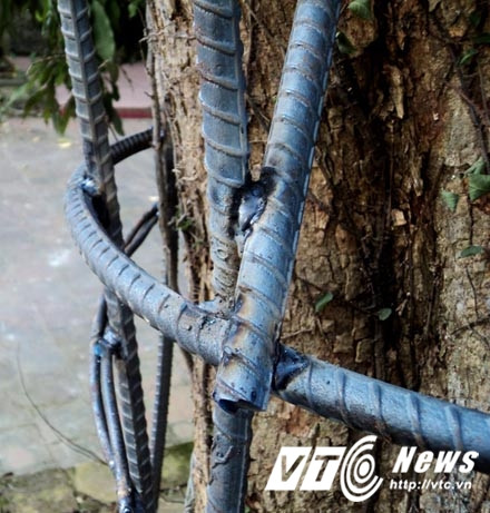 'Cụ' sưa được nhốt trong cũi sắt.