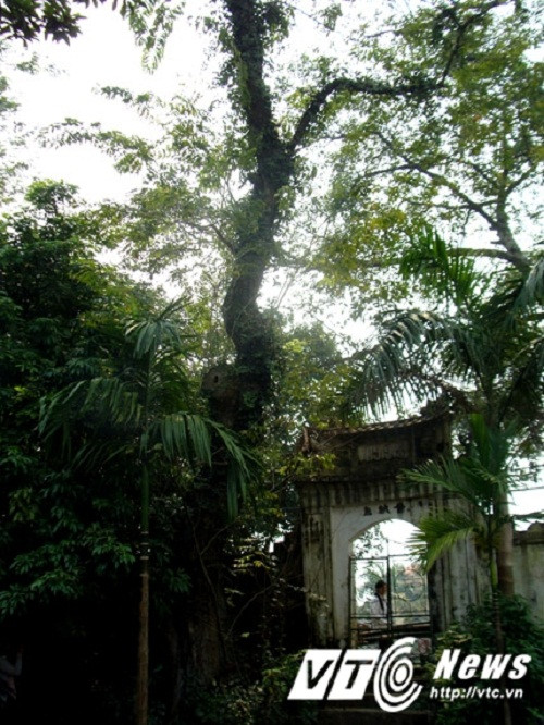 Cây sưa khổng lồ.