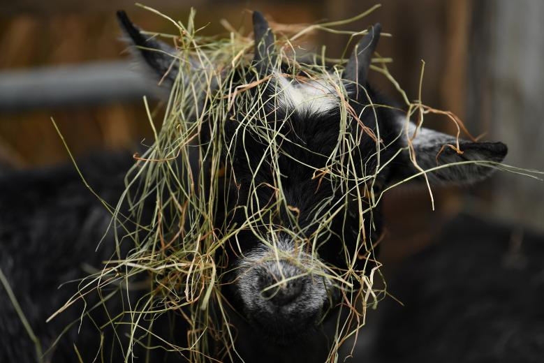 Chú dê này cũng được bán tại hội chợ.