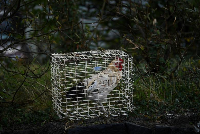 Chú gà mái bị nhốt trong lồng bên lề đường để bán.