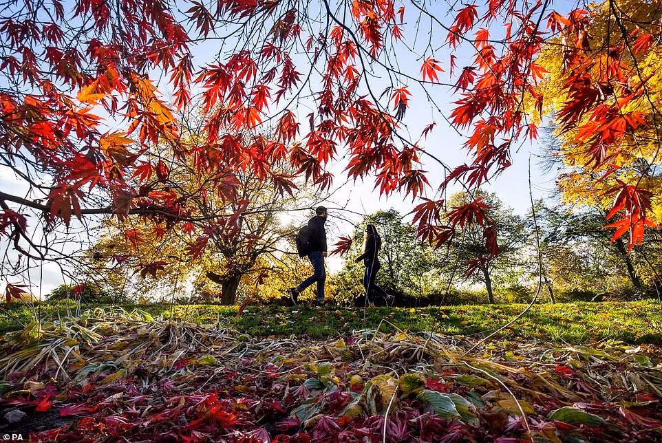 Dam chim trong canh sac mua thu dep nao long o nuoc Anh-Hinh-2