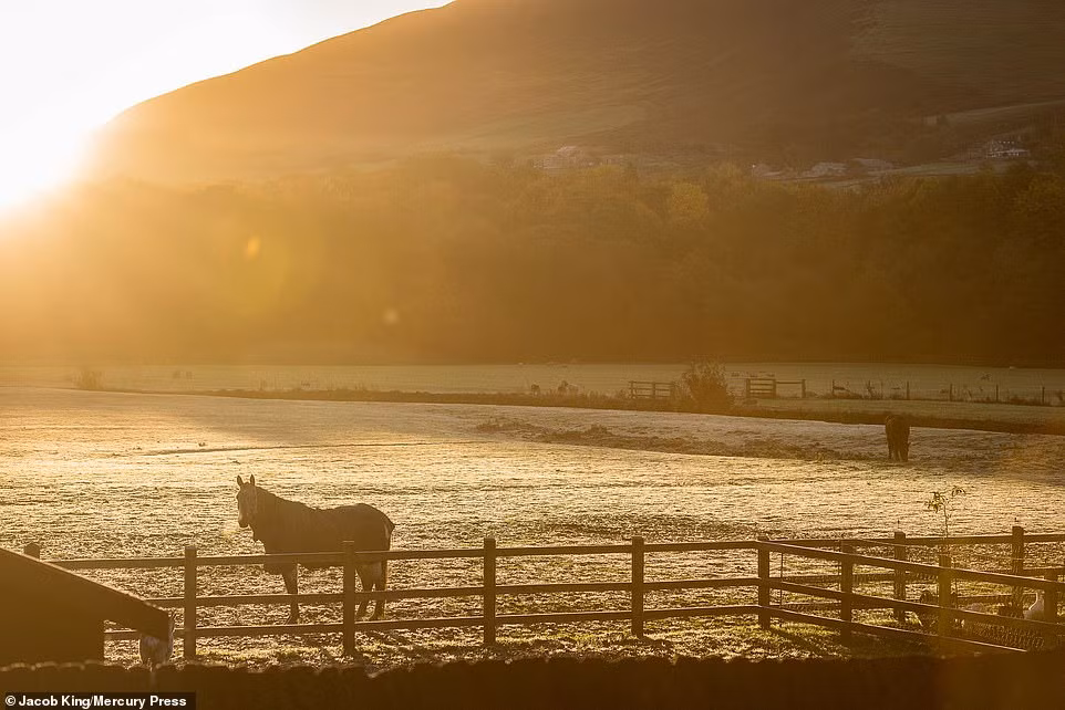 Dam chim trong canh sac mua thu dep nao long o nuoc Anh-Hinh-10