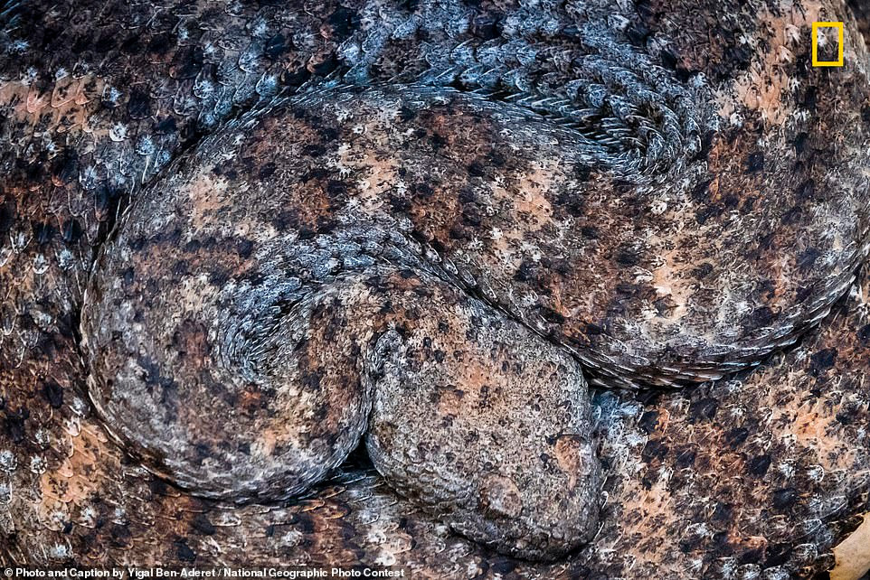 Ngo ngang loat anh dep xuat sac du thi National Geographic 2018-Hinh-12