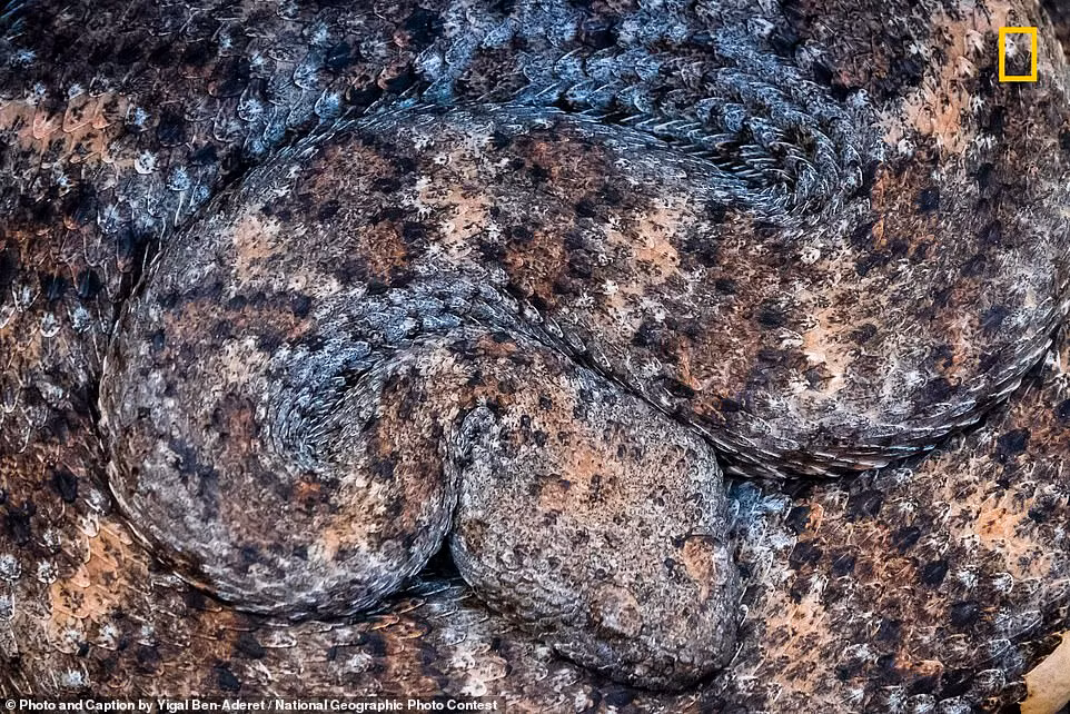 Ngo ngang loat anh dep xuat sac du thi National Geographic 2018-Hinh-12