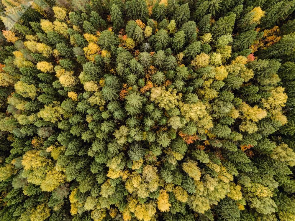 Canh sac mua thu me dam long nguoi cua nuoc Nga-Hinh-9