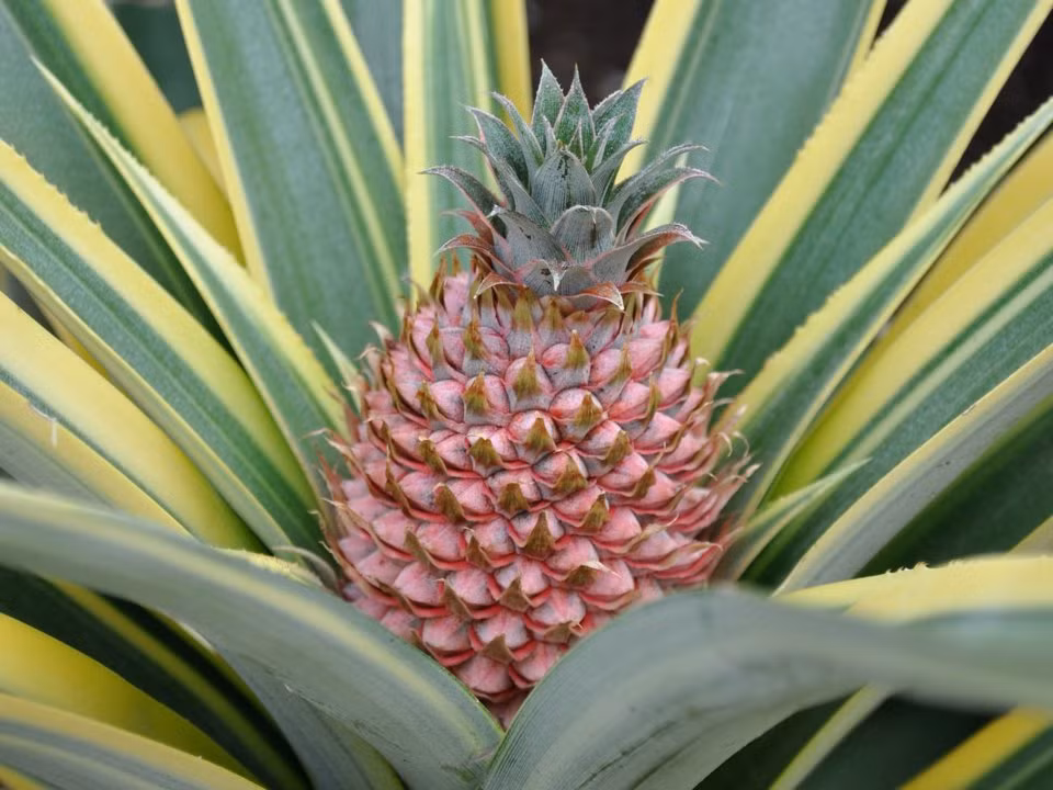 Nhung su that bat ngo it nguoi biet ve 