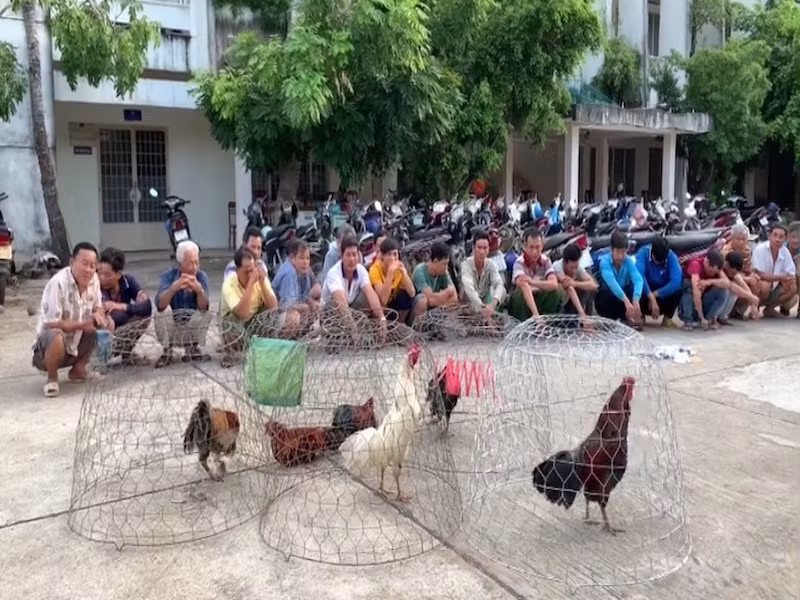  7. Triệt xóa điểm đá gà lưu động: Ngày 8/11, Công an thị xã Tân Châu, tỉnh An Giang cho biết đơn vị vừa triệt phá điểm đá gà ăn tiền với 28 con bạc. Thấy công an, nhiều con bạc bỏ chạy tán loạn, công an đã kịp thời bắt giữ được 28 người. Tại hiện trường, công an thu giữ 6 con gà đá, 33 xe mô tô, nhiều dụng cụ liên quan khác và 33 triệu đồng trên người các con bạc. Theo công an, điểm đá này được tổ chức ở địa bàn giáp ranh. Để tránh bị phát hiện, người chơi thường xuyên thay đổi địa điểm tổ chức. 