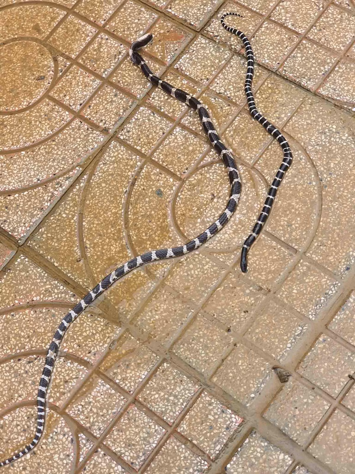 Video: Nhieu ran ho mang, cap nia cuc doc xuat hien trong nha sau lu-Hinh-3