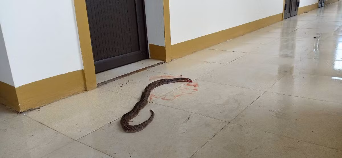 Video: Nhieu ran ho mang, cap nia cuc doc xuat hien trong nha sau lu