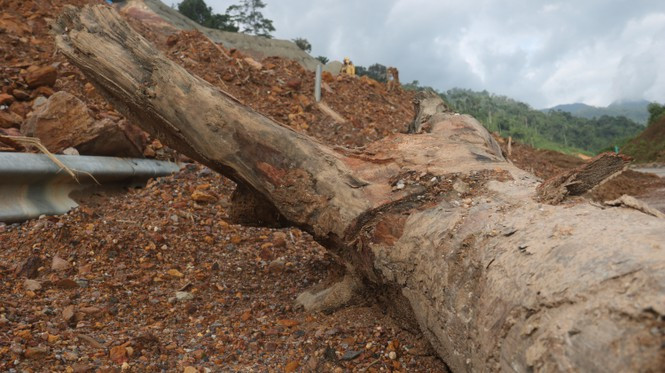 Một cây gỗ lớn từ núi cao sạt lở xuống chặn ngang trên tuyến cao tốc La Sơn - Tuý Loan. Hiện, cao tốc này vẫn đang trong quá trình thi công và hoàn thiện.