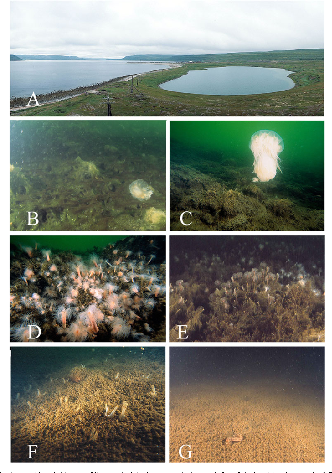 Tiếp đó, tầng thứ 4, nước mặn ở tầng này ít hơn là điều kiện sống lý tưởng cho các loài sinh vật biển nhiều hơn như sứa và tôm càng. Vài mét sâu hơn, chúng ta thấy sự hiện diện của các loài sinh vật biển. Dưới sâu hơn nữa là một lớp nước màu đỏ từ hàng tỷ vi khuẩn đỏ, đóng vai trò như một trạm kiểm soát, bảo vệ các tầng trên dưới tác động khắc nghiệt của tầng dưới cùng chứa đầy hydrogen sulfide độc mà chỉ có vi khuẩn tồn tại được.