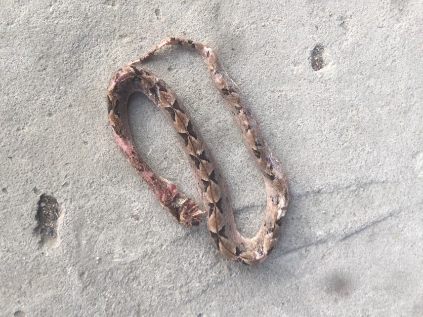 Môi trường sống của rắn chàm quạp là rừng ven biển, bụi tre, đất nông nghiệp chưa sử dụng và mọc um tùm, vườn cây ăn quả, đồn điền, những nơi nó tìm kiếm chuột, ếch nhái... Trong quá trình đi tìm thức ăn chúng có thể mò vào nhà dân nơi có chuột, ếch nhái.