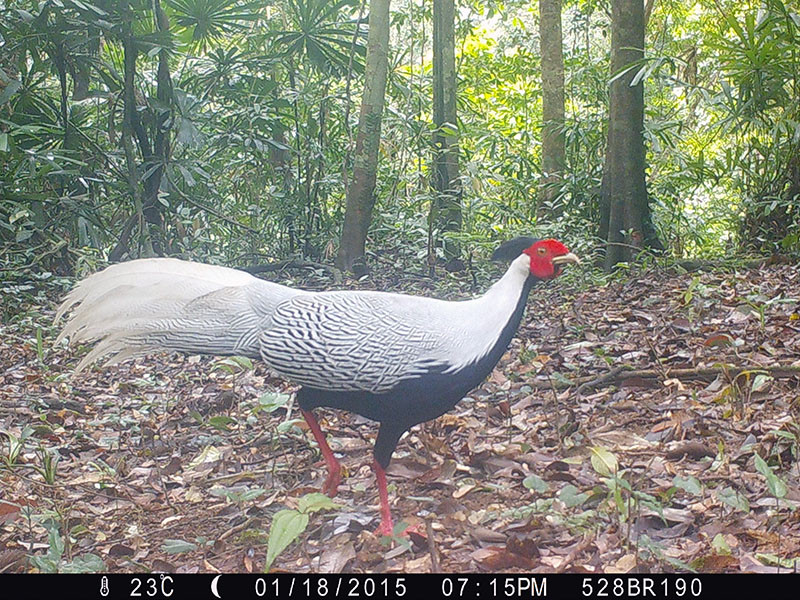 Ngoại hình của gà lôi trắng khá lớn với kích thước một con trưởng thành trung bình dài khoảng 125 cm.