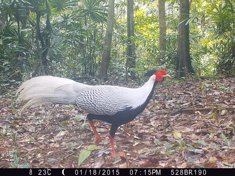 Ngoại hình của gà lôi trắng khá lớn với kích thước một con trưởng thành trung bình dài khoảng 125 cm.