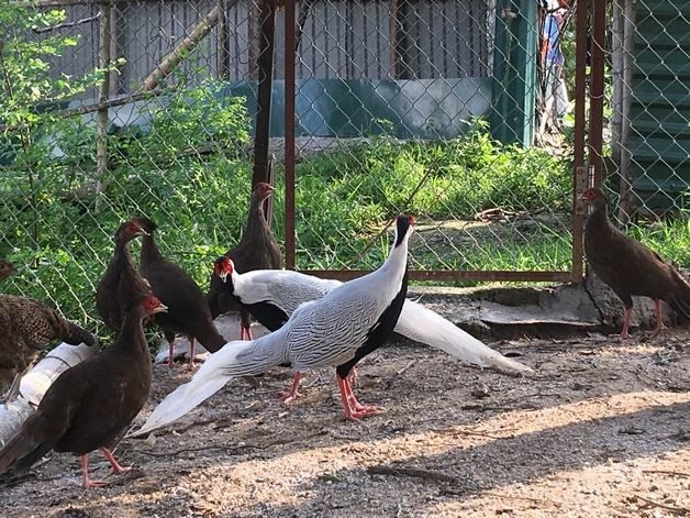 Gà lôi trắng thường sống ở những khu rừng phía Nam nước ta. Chúng phân bố ở độ cao khoảng 2.000m với tầng thảm tươi của các loại rừng, địa hình hơi dốc cho đến dốc.