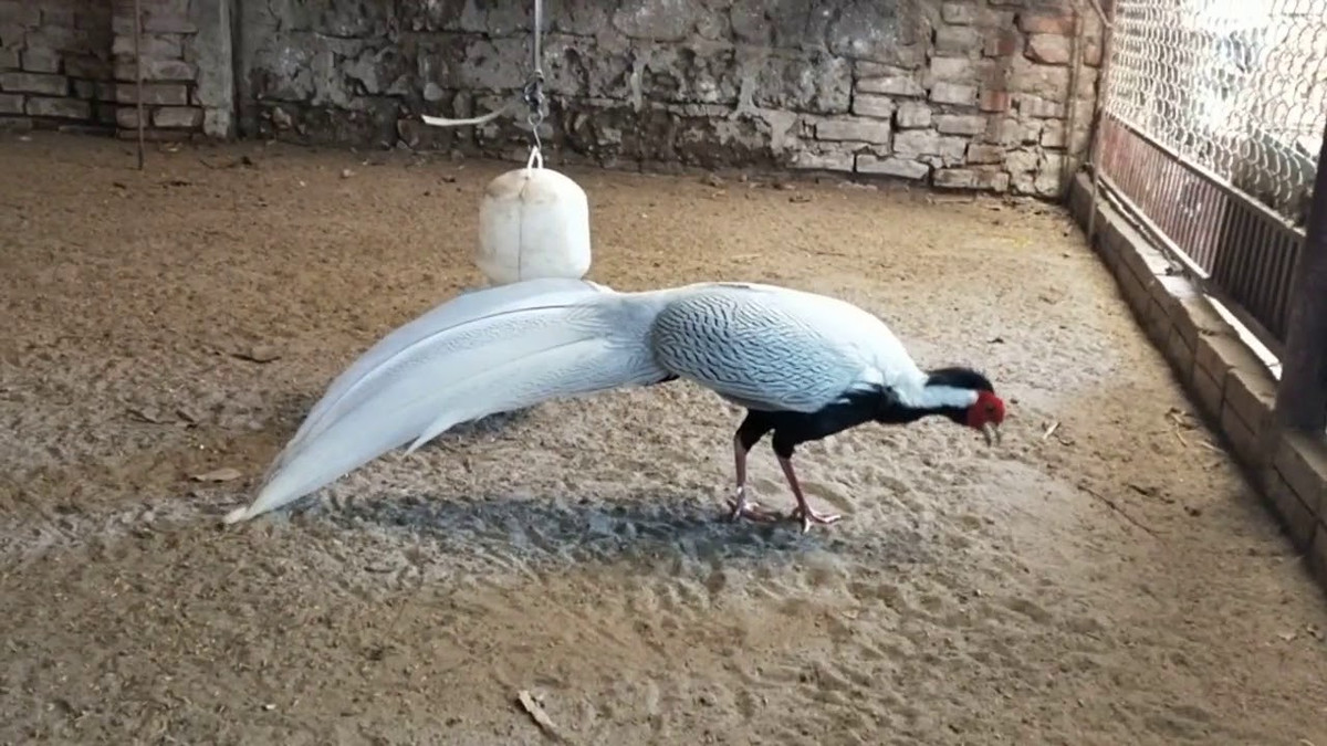 Thông thường phải mất gần 2 năm tuổi, quá trình “biến hình” của gà lôi trống mới thành thục hẳn. Lúc đó mào có màu đen dài, cằm và họng đen; bụng hơi xanh đen (hoặc trắng), phần lông còn lại màu trắng; chân có màu đỏ tía.