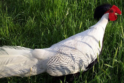 Lúc nhỏ gà trống và mái đều mang chung 1 màu lông nâu đen. Khi trưởng thành con mái giữ nguyên màu lông này (hoặc có thay đổi nhưng không đáng kể), riêng con trống sẽ bắt đầu thay lông để chuyển sang màu trắng.